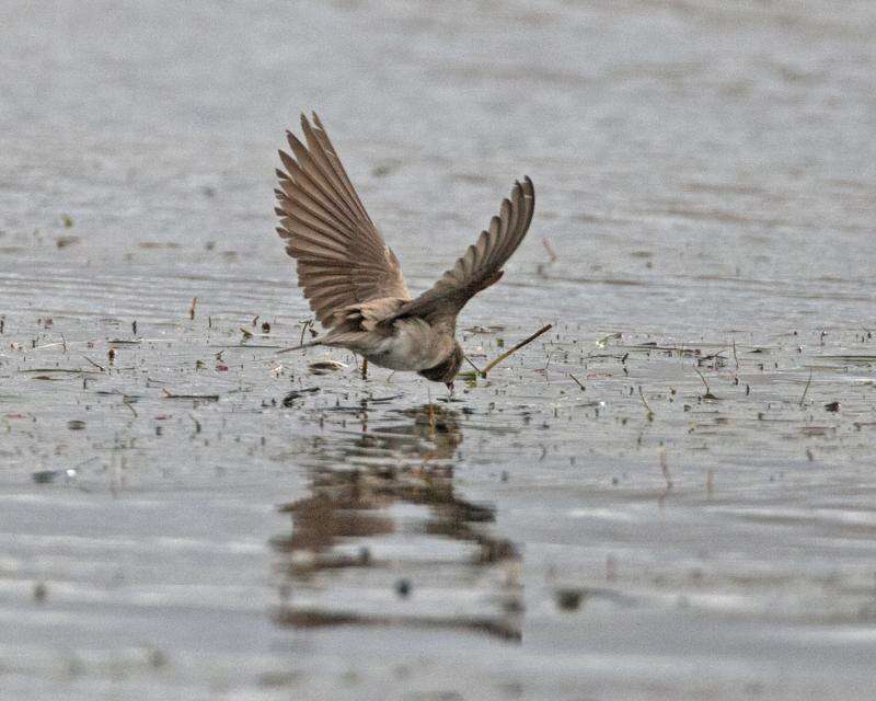 Image of African Sand Martin