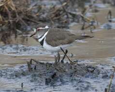 Image of African Three-banded Plover