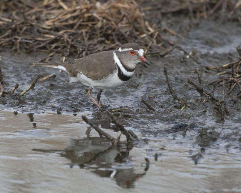 Image of African Three-banded Plover