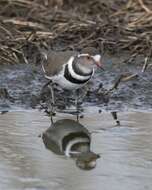 Слика од Charadrius tricollaris Vieillot 1818