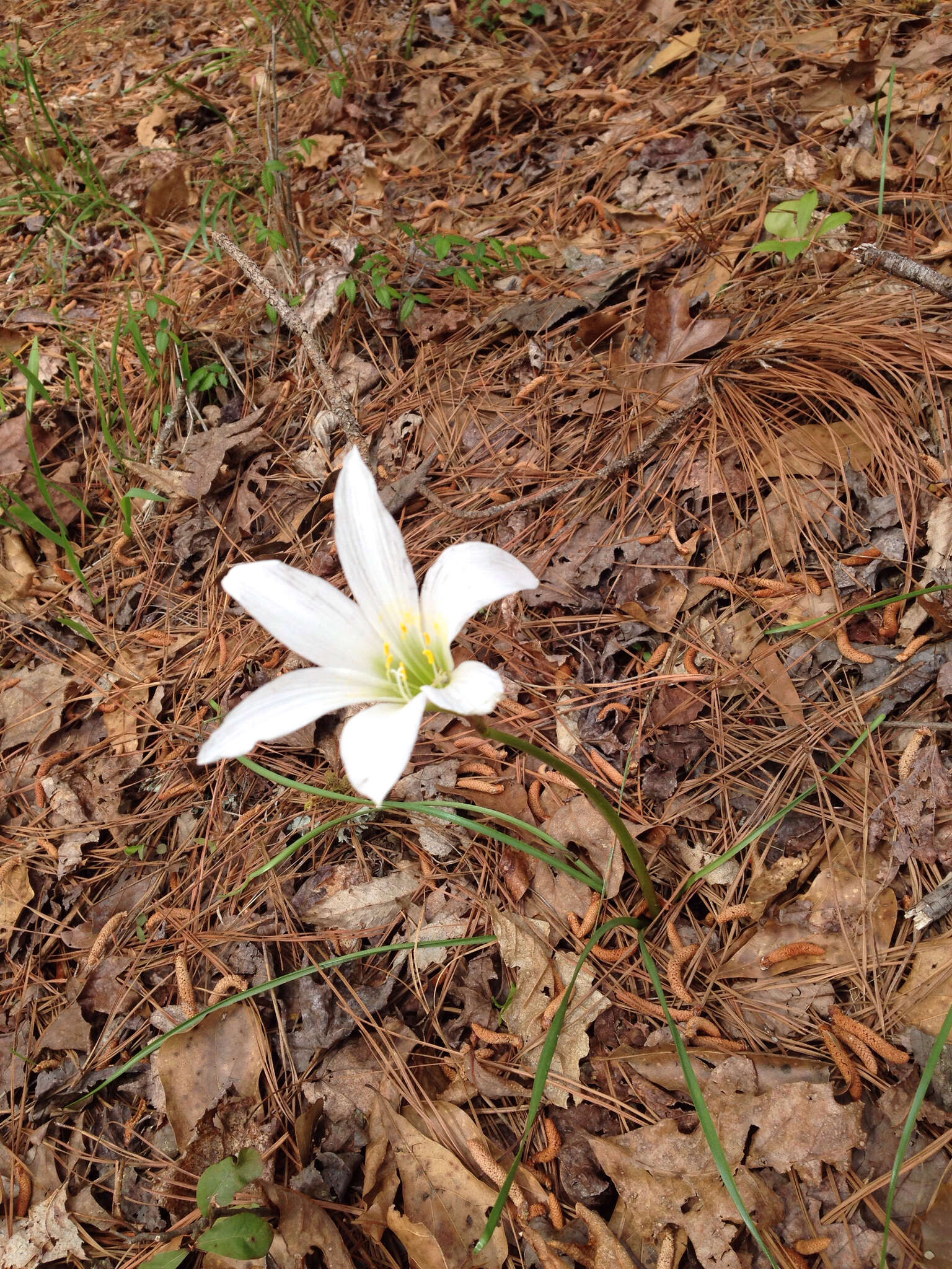 Zephyranthes atamasco (L.) Herb. resmi