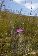 Image de Ixia stricta (Eckl. ex Klatt) G. J. Lewis