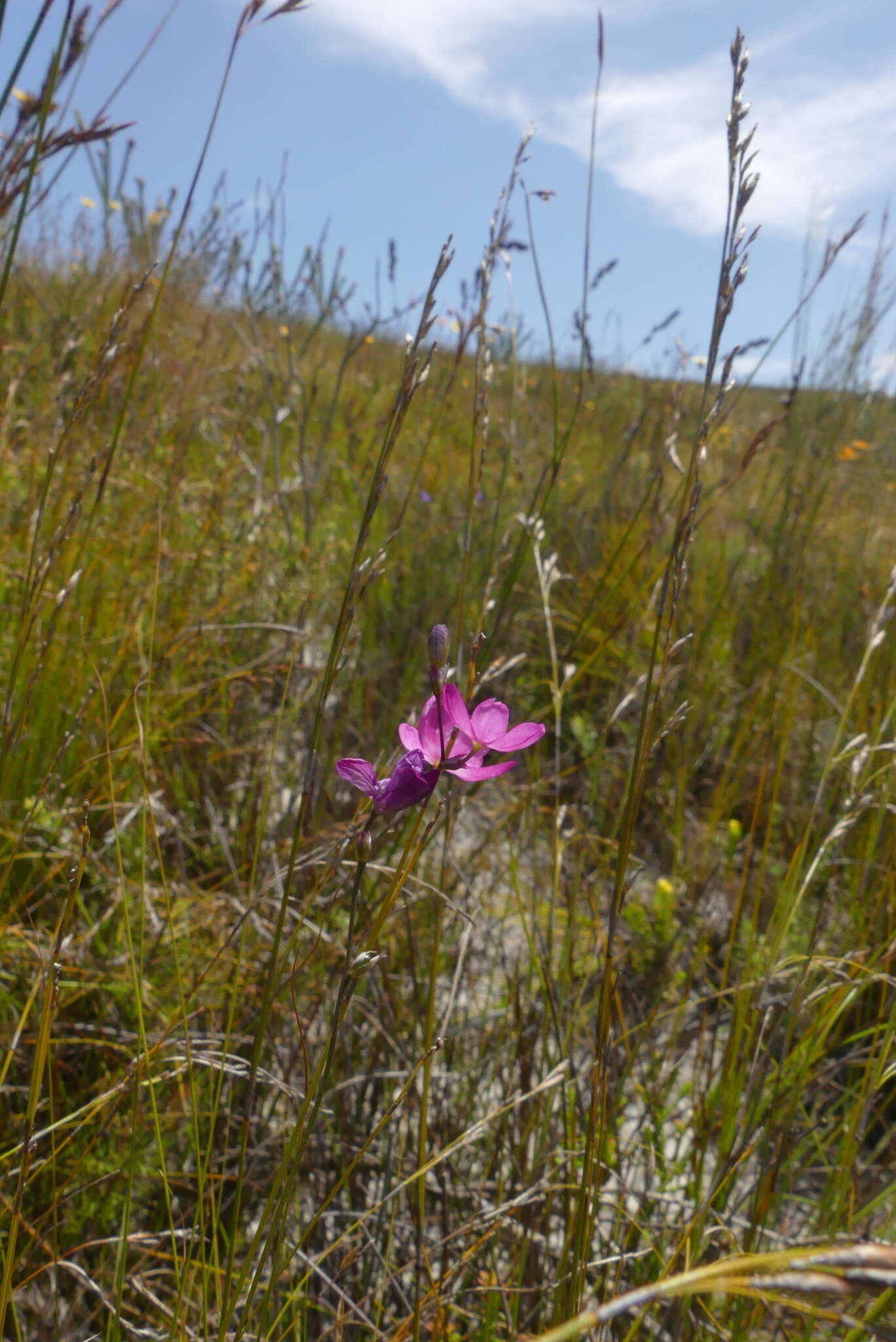 Image of Ixia stricta (Eckl. ex Klatt) G. J. Lewis