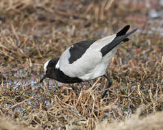 Image of Blacksmith Lapwing