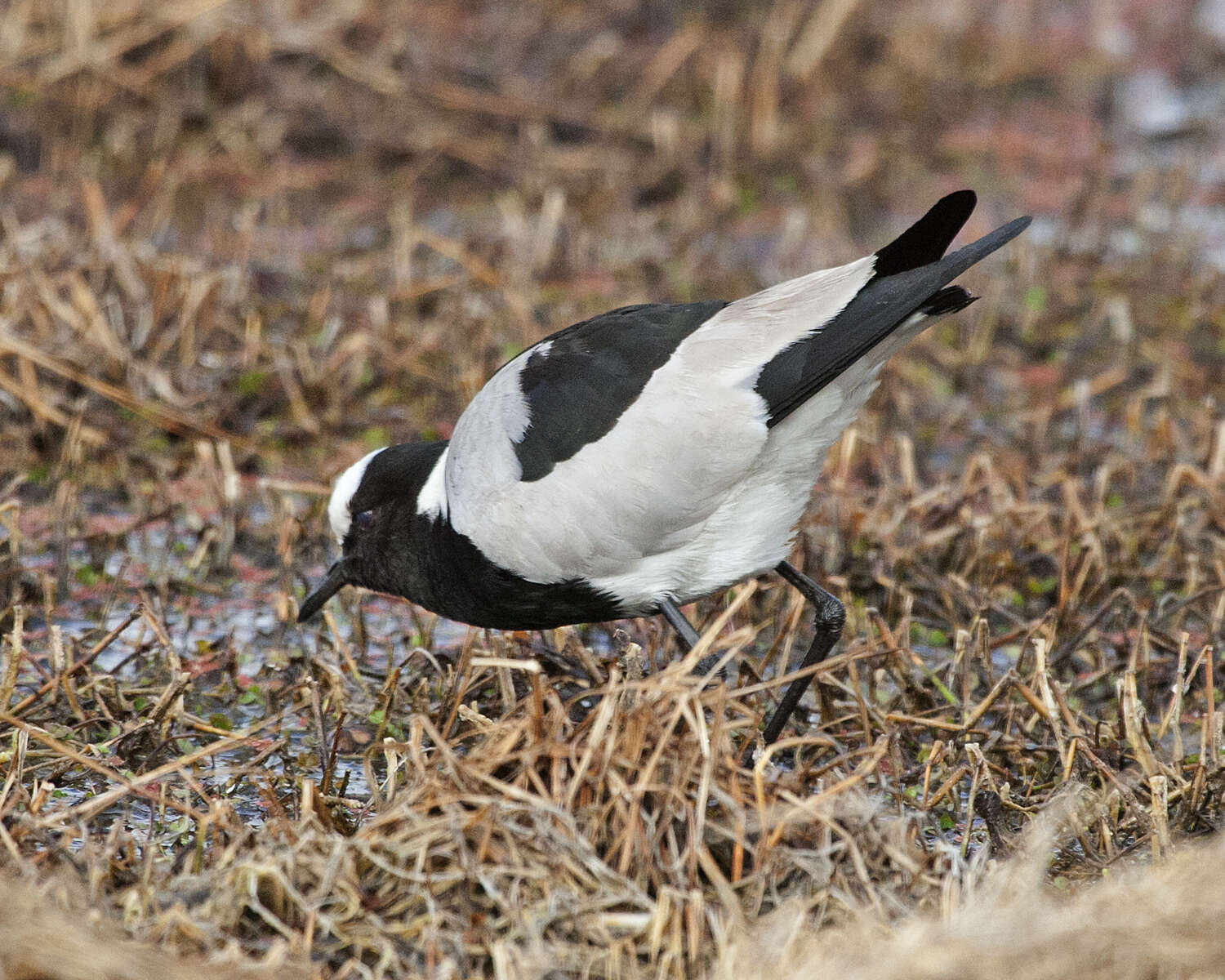 Image of Blacksmith Lapwing