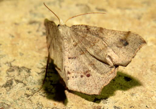 Image of Rhinodia rostraria Guenée 1858