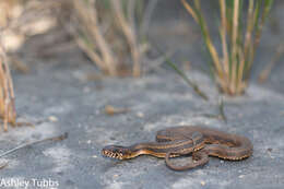 Image of Atlantic Salt Marsh Snake