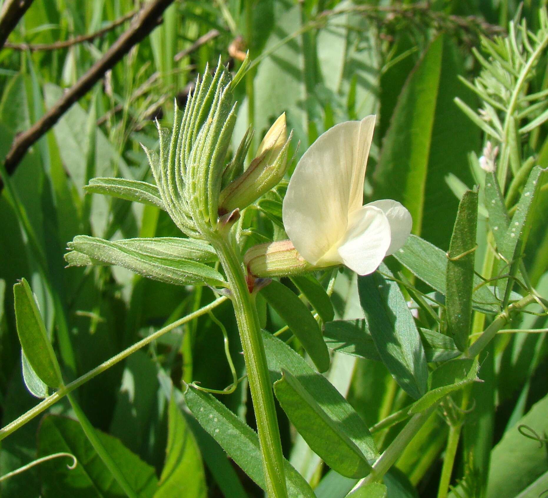 Image of large yellow vetch