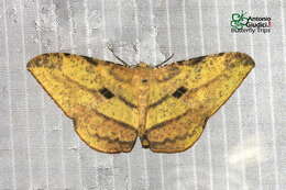 Image of Dalima subflavata Felder 1873