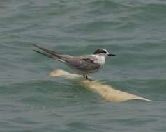 Image of Whiskered Tern