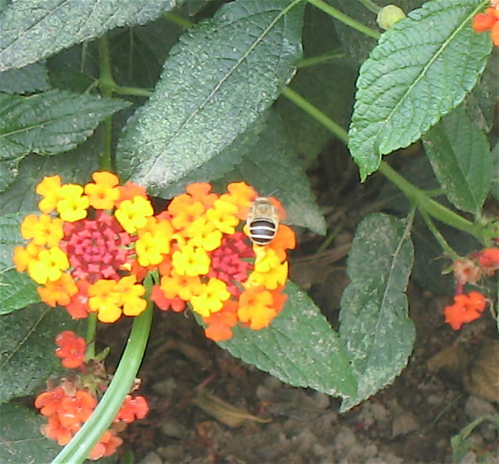 Image of California Anthophora