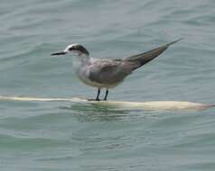 Image of Whiskered Tern