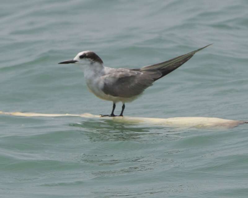 Image of Whiskered Tern