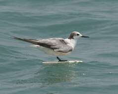 Image of Whiskered Tern