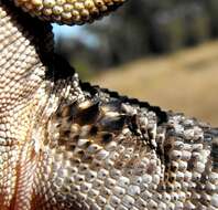 Image of Varanus tristis orientalis Fry 1913