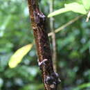 Sivun Uroplatus henkeli Böhme & Ibisch 1990 kuva