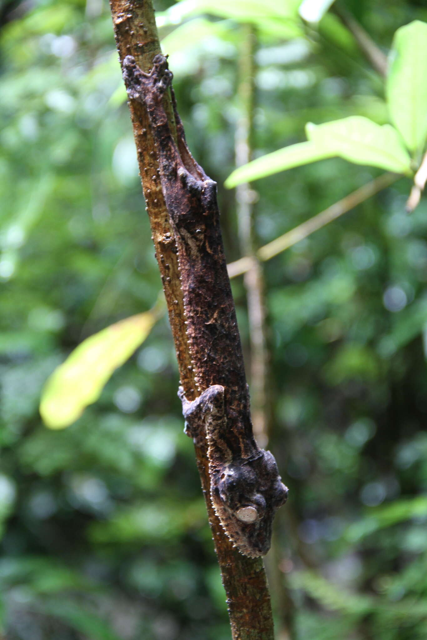 Image of Henkel’s flat-tailed gecko