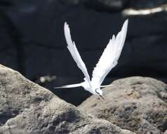 Image of Black-naped Tern