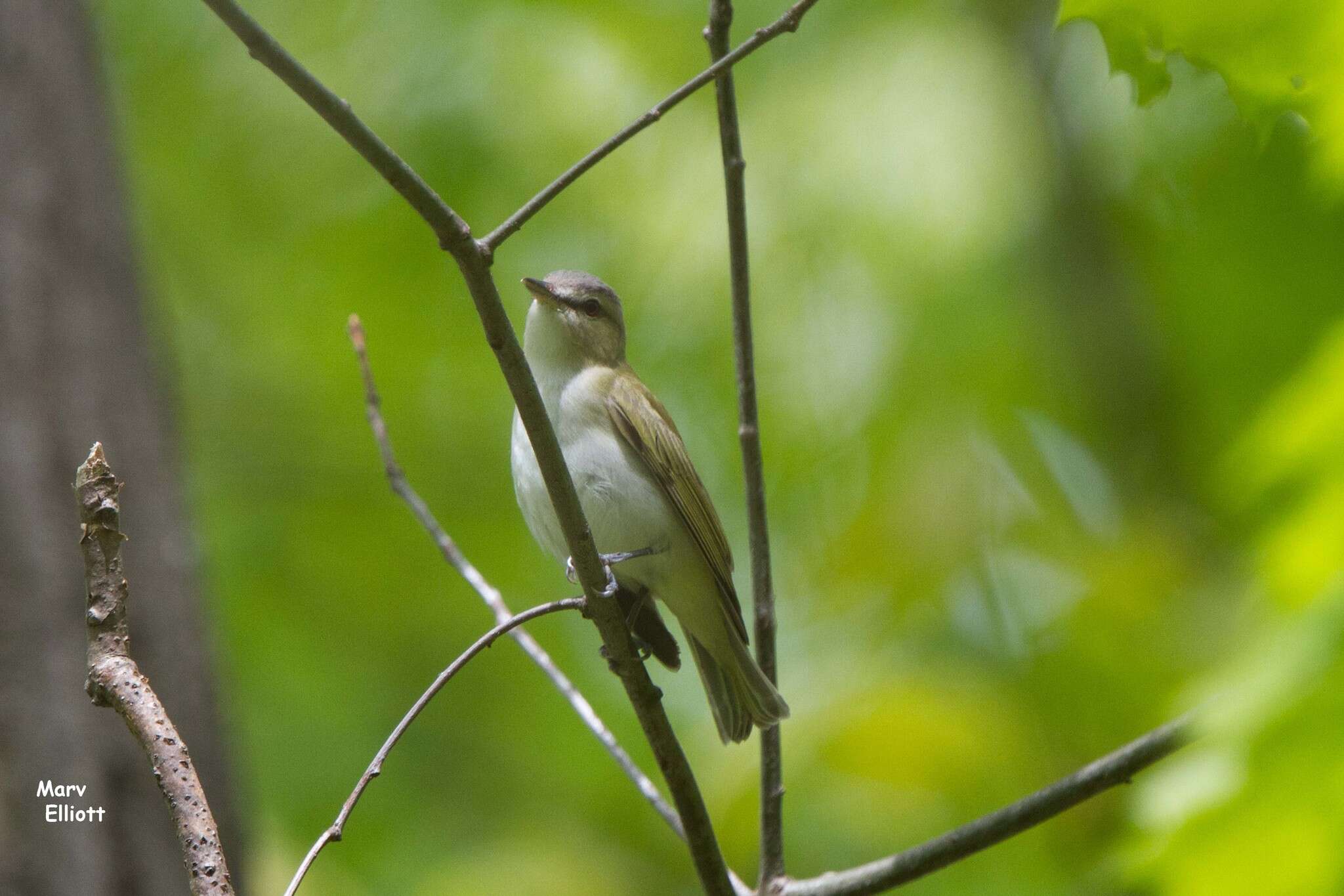 Image of Red-eyed Vireo