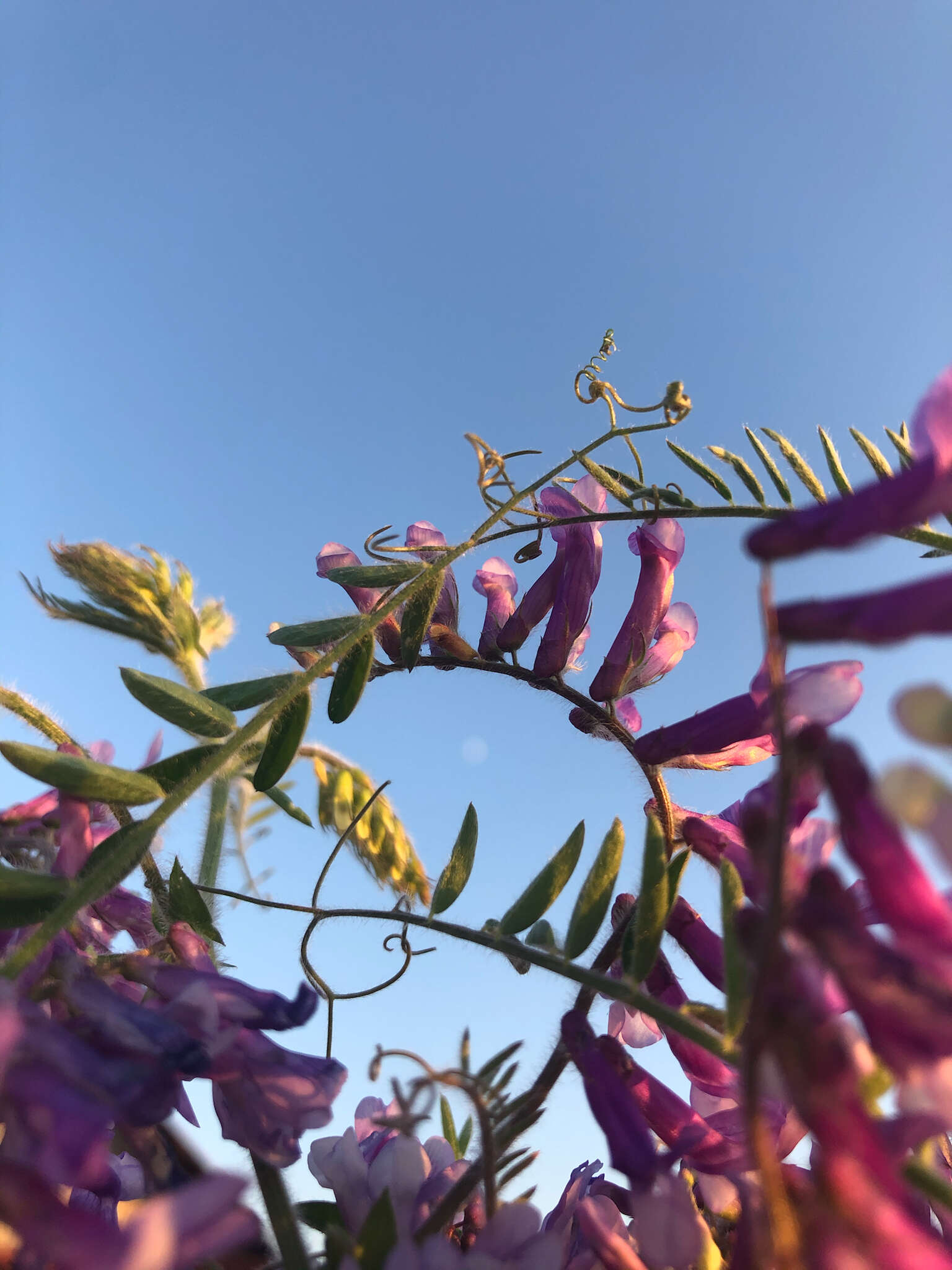 Image of winter vetch