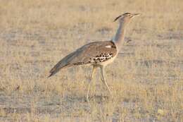 Image of Kori Bustard