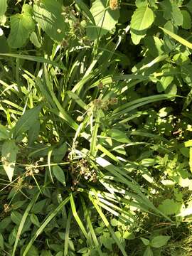 Image of Mosquito Bulrush