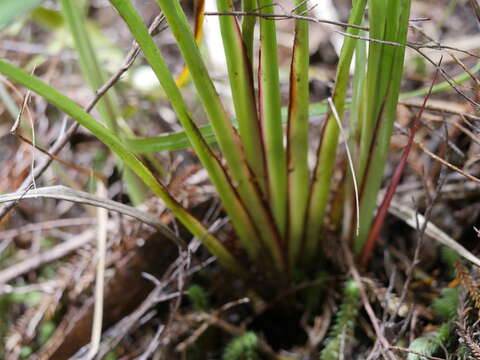 Image of Dianella nigra Colenso