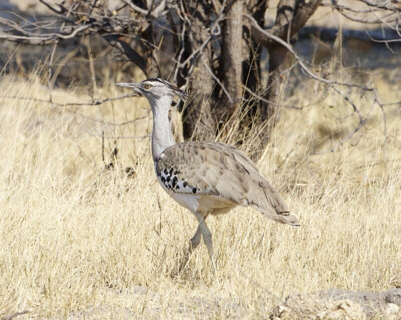 Image of Kori Bustard