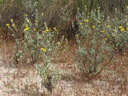 Plancia ëd Oedera rotundifolia (Less.) N. G. Bergh