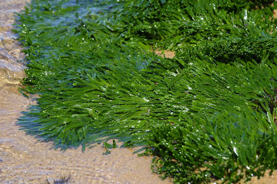 Image of Caulerpa filiformis