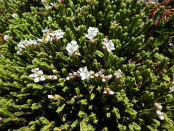 Image of Veronica tetrasticha Hook. fil.