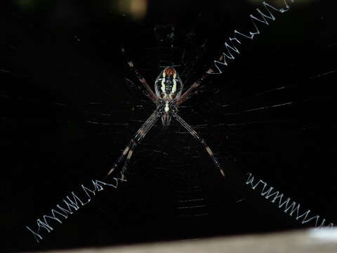 Imagem de Argiope katherina Levi 1983