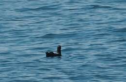 Image of Guillemots