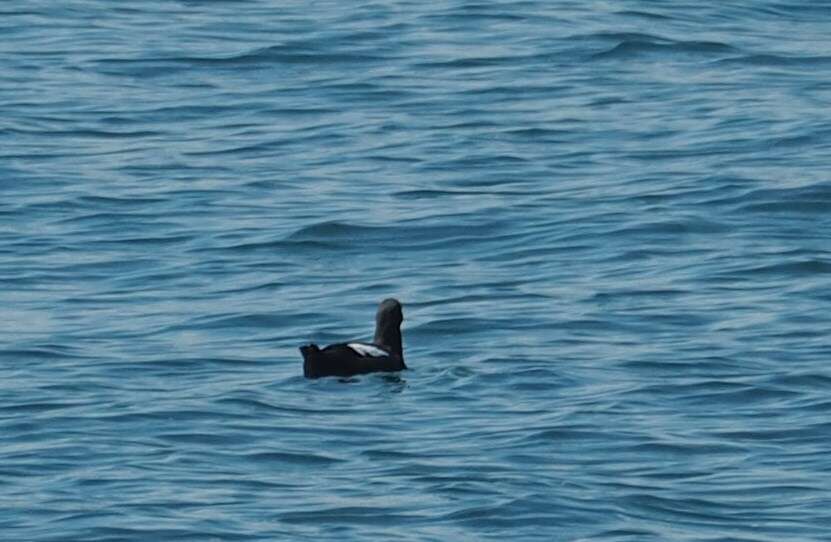 Image of Guillemots