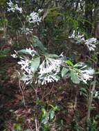 Image of Rudgea jasminoides (Cham.) Müll. Arg.