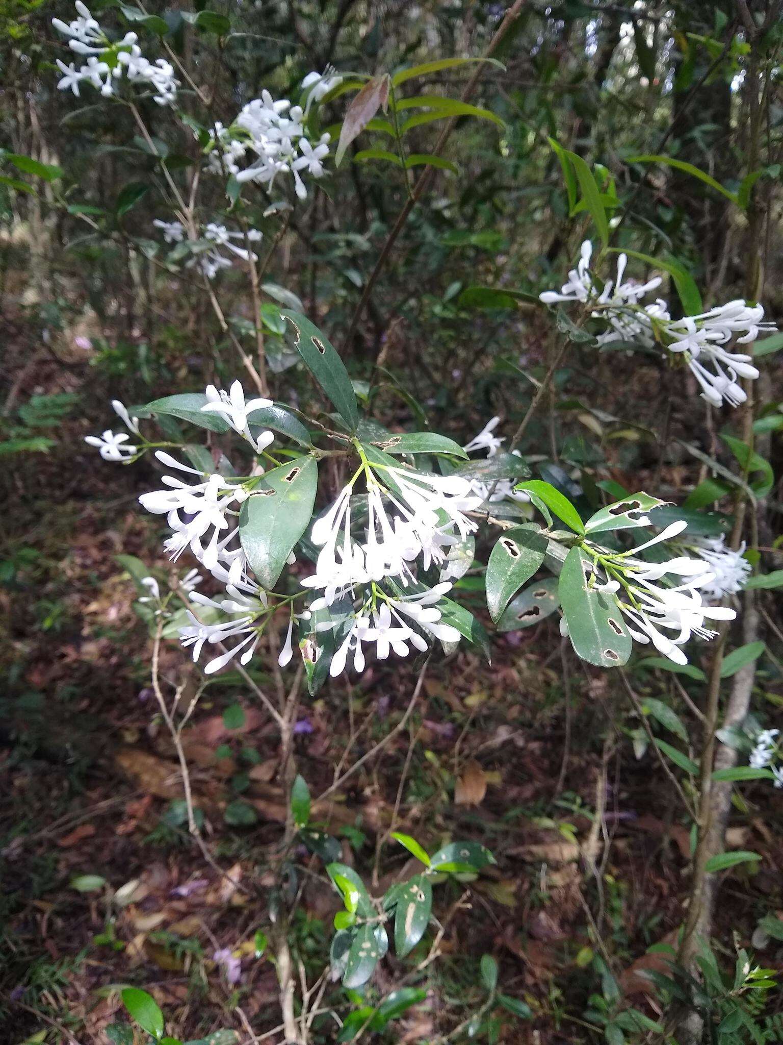 Image de Rudgea jasminoides (Cham.) Müll. Arg.