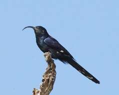 Image of hornbills and relatives