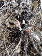 Image of snow buckwheat