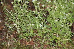 Imagem de Saxifraga rivularis subsp. rivularis