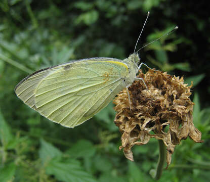 Image of cabbage butterfly