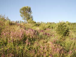 Imagem de Phlomoides pratensis (Kar. & Kir.) Adylov, Kamelin & Makhm.