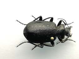 Imagem de Calosoma (Caminara) denticolle Gebler 1833