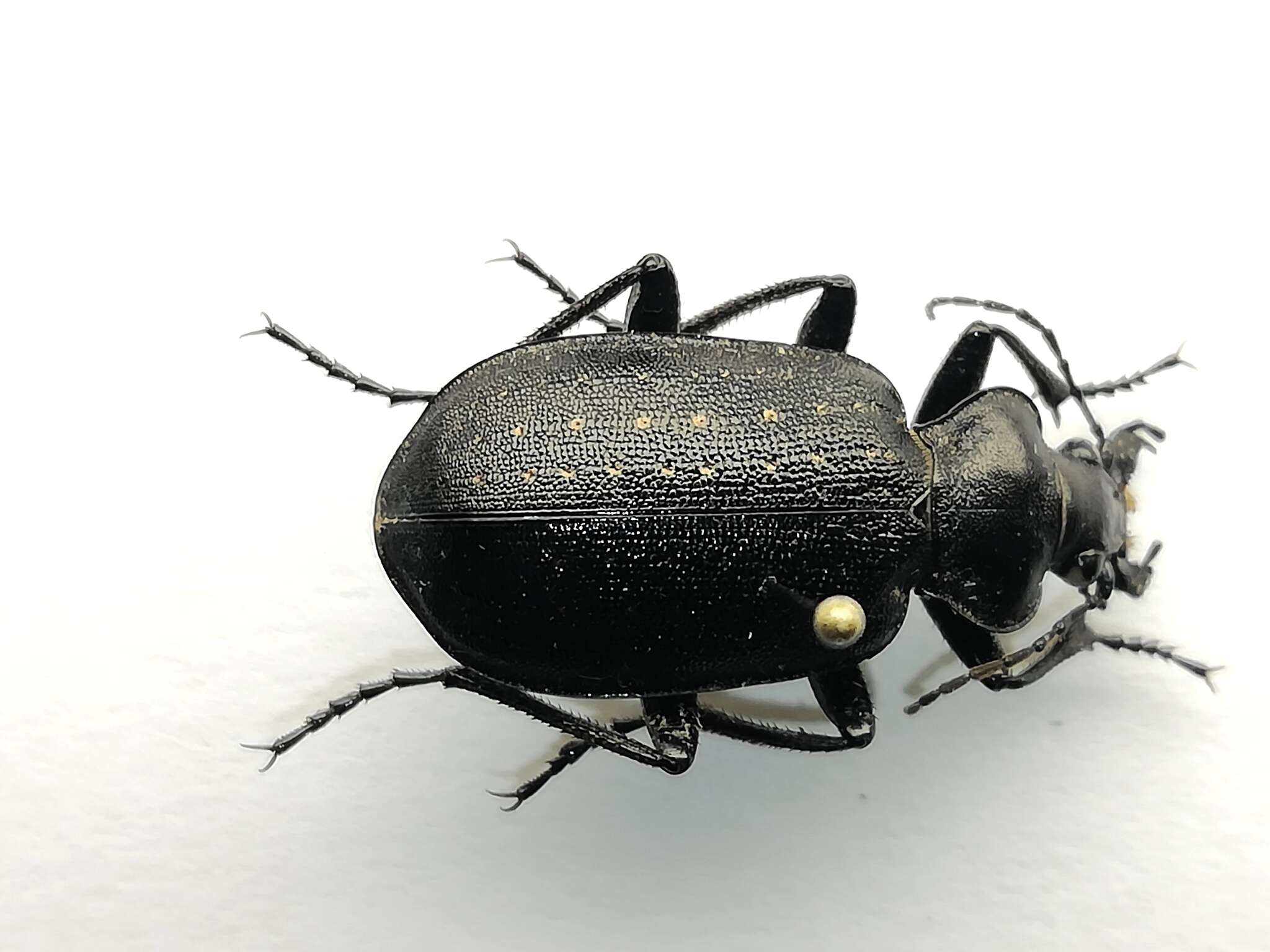 Слика од Calosoma (Caminara) denticolle Gebler 1833