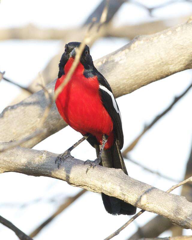 Image of Crimson-breasted Gonolek