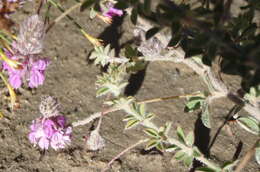 Image of <i>Indigofera <i>alopecuroides</i></i> var. alopecuroides