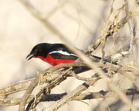 Image of Crimson-breasted Gonolek