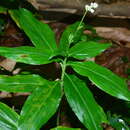 Image of Pollia secundiflora (Blume) Bakh. fil.