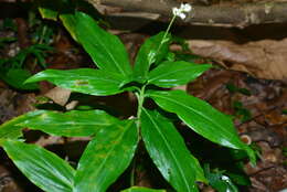 Image of Pollia secundiflora (Blume) Bakh. fil.