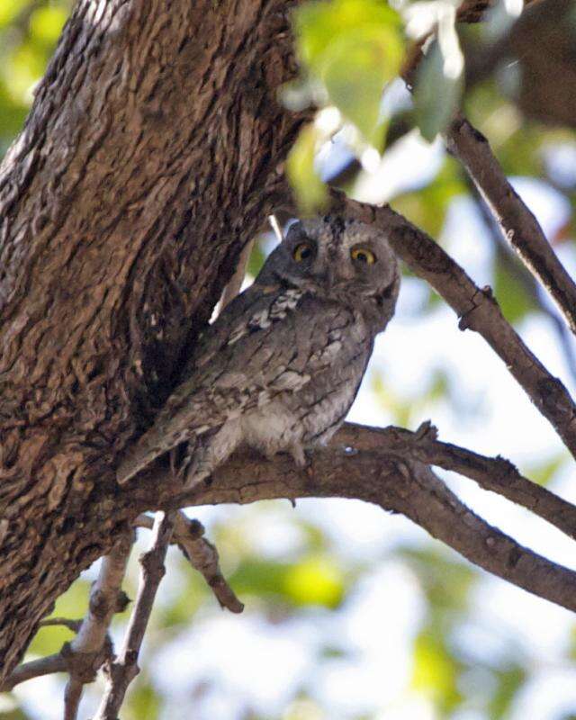 Image of African Scops Owl