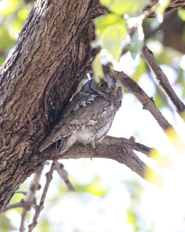 Image of African Scops Owl